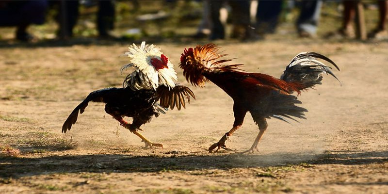 Luật chơi của đá gà cụ thể